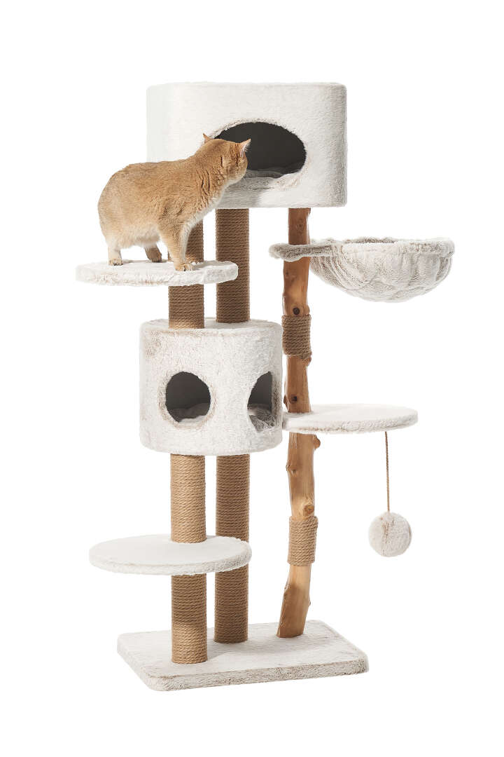 Nobby Kratzbaum Loya